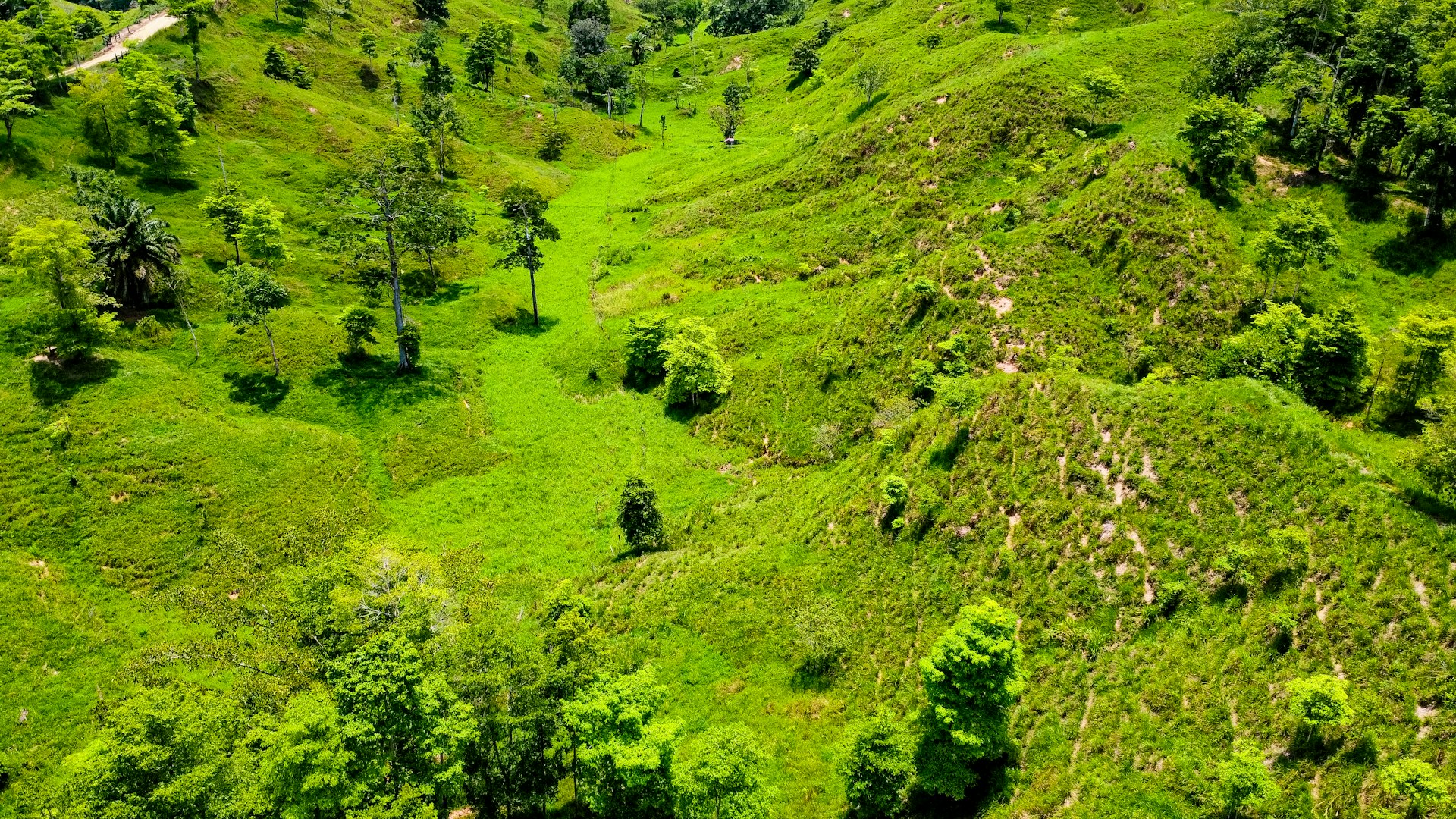 A lush green hillside covered in lots of trees